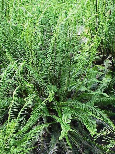 File:Blechnum spicant2.jpg