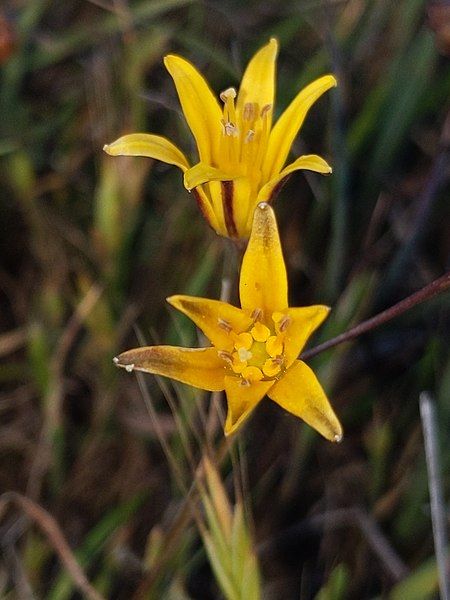 File:Bloomeria humilis.jpg