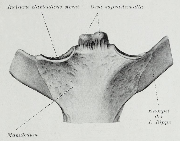 File:Braus 1921 144.png