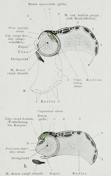 File:Braus 1921 208.png