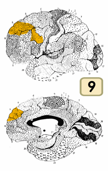 File:Brodmann Cytoarchitectonics 9.png