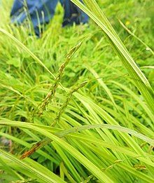 white-edge sedge