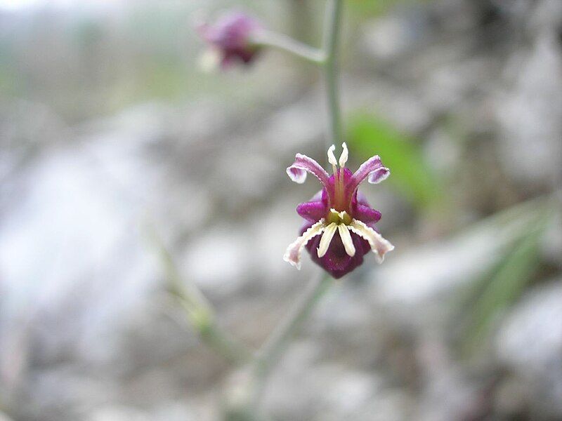 File:Caulanthus amplexicaulis.jpg