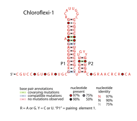 File:Chloroflexi-1.svg