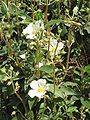 Cistus laurifolius