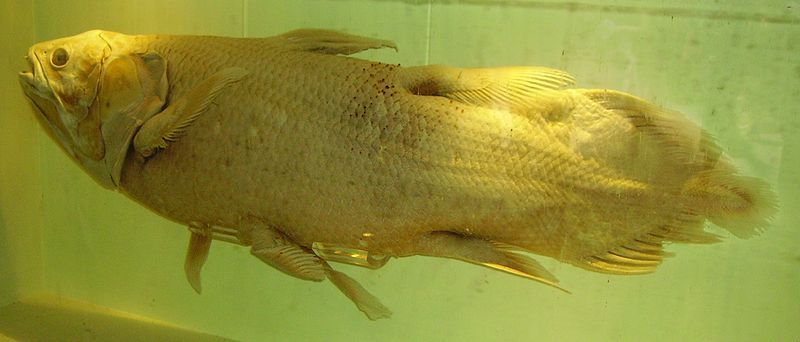 File:Coelacanth specimen NHM.jpg