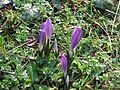 Colchicum bulbocodium opening