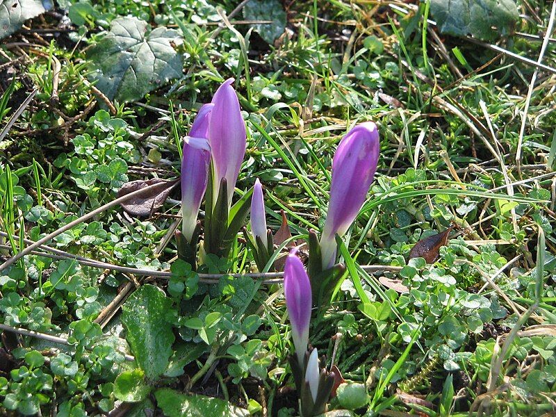 File:Colchicum bulbocodium opening4.jpg