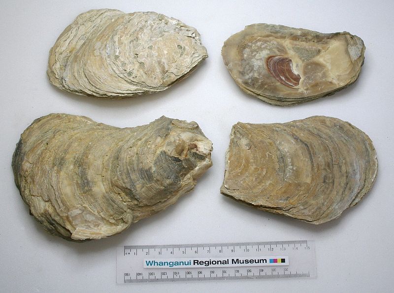 File:Crassostrea ingens WRM.jpg