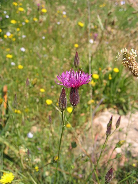 File:Crupina crupinastrum.jpg