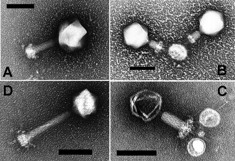 File:Cyanophages.png