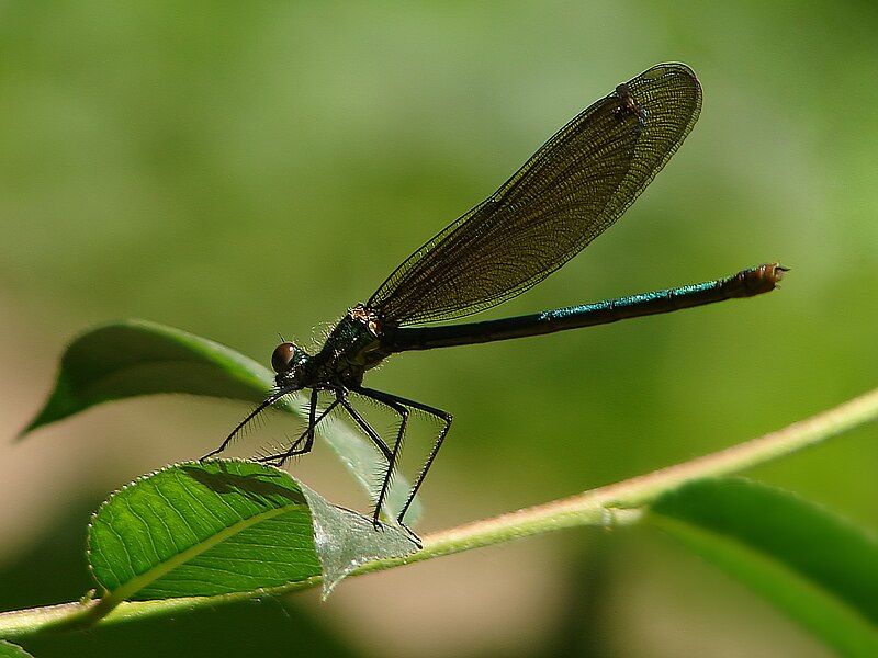 File:Damselfly 07844.jpg