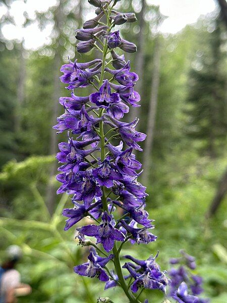 File:Delphinium glaucum 413067623.jpg