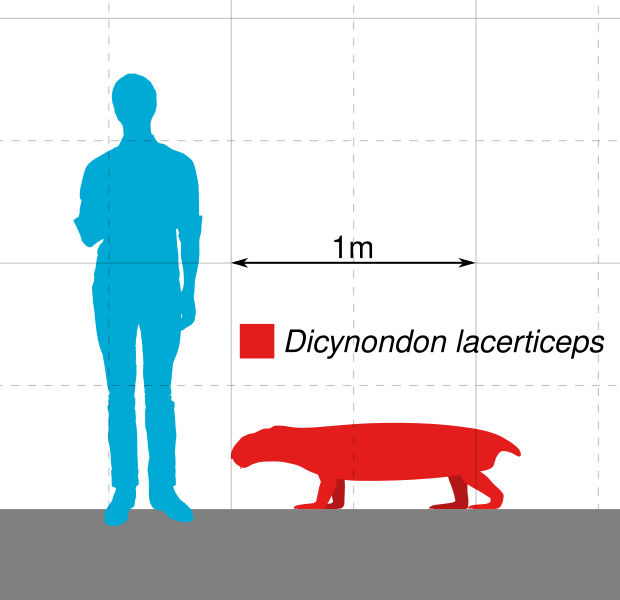 File:Dicynodon Scale.svg