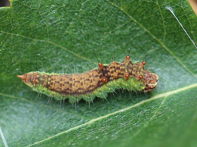 File:Drepana falcataria 02.JPG