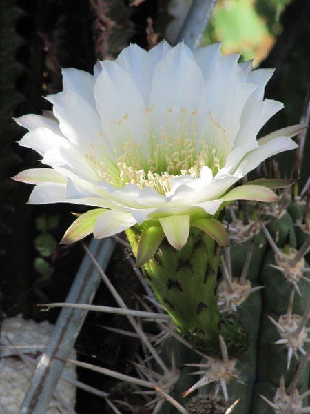 File:Echinopsis deserticola (2).jpg