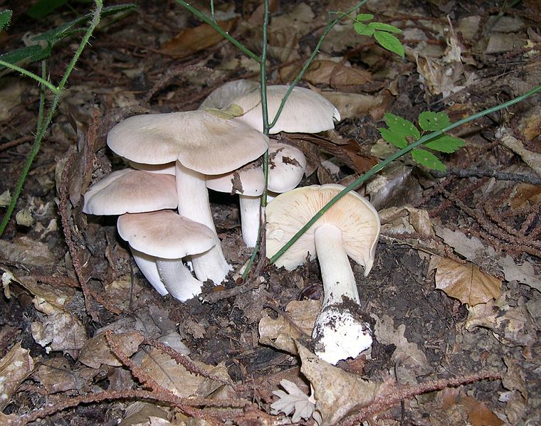 File:Entoloma sinuatum group.JPG