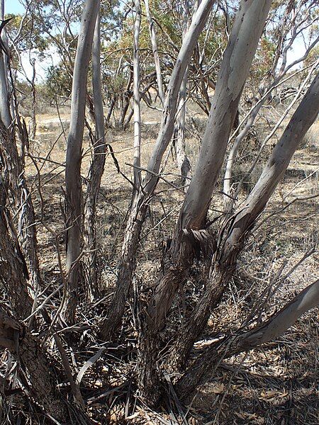 File:Eucalyptus comitae-vallis bark.jpg