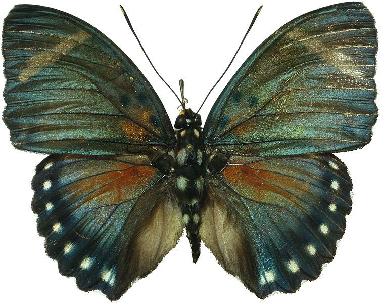 File:Euphaedra ferruginae.jpg