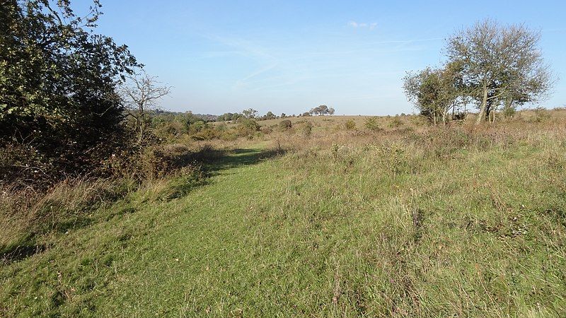 File:Farthing Downs grassland.JPG