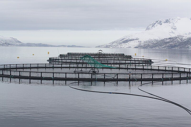 File:Fish cages.jpg