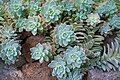 Graptosedum Ghosty, often confused with its parent Graptopetalum Paraguayense.[3]