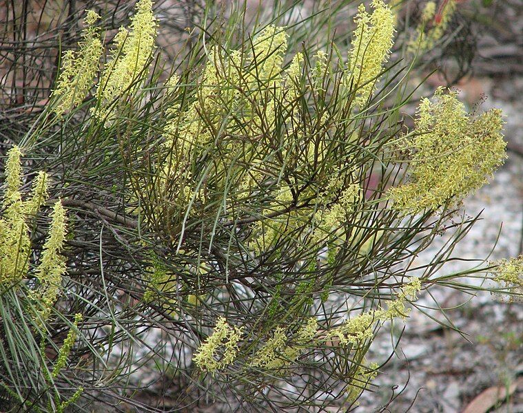 File:Grevillea didymobotrya.jpg