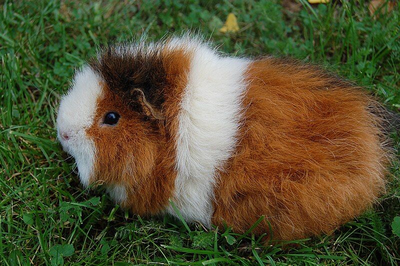 File:Guinea pig Tequila.JPG