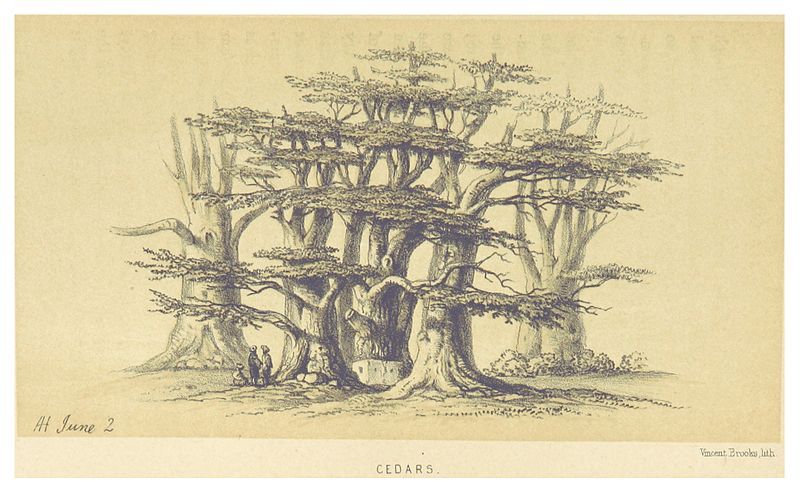 File:HARVEY(1861) p177 CEDARS.jpg