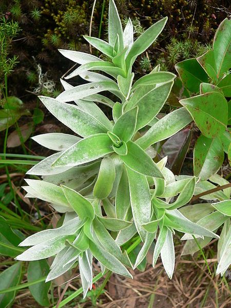 File:Helichrysum heliotropifolium P1180690.jpg