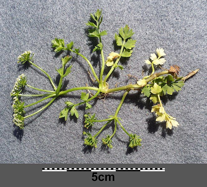 File:Helosciadium repens sl39.jpg