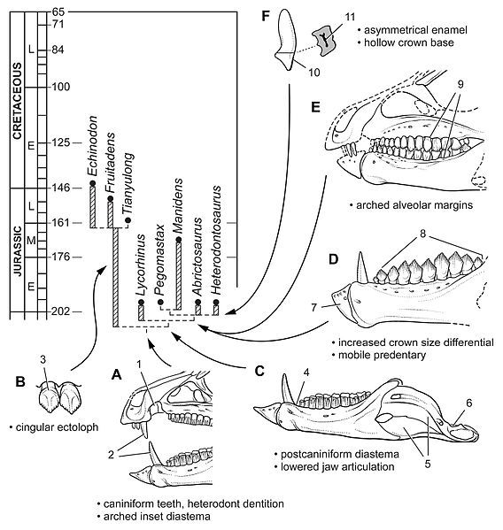 File:Heterodontosauridae evolution.jpg