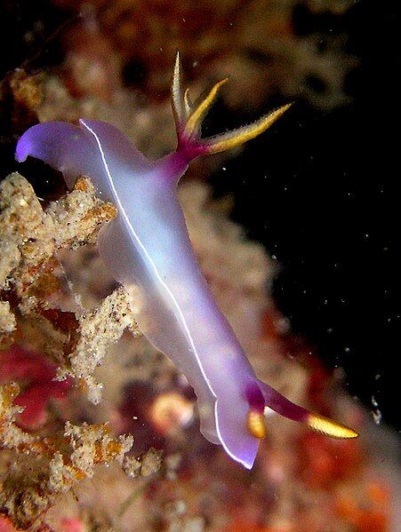 File:Hypselodoris bullocki.jpg