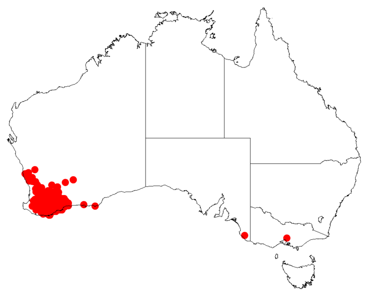 File:Isopogon teretifoliusDistMap35.png