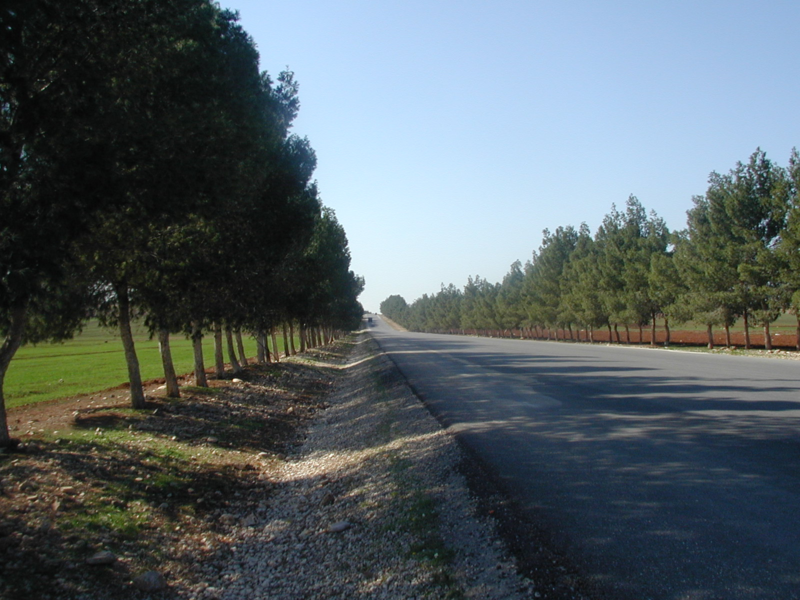 File:JordanShajaraRoad.png