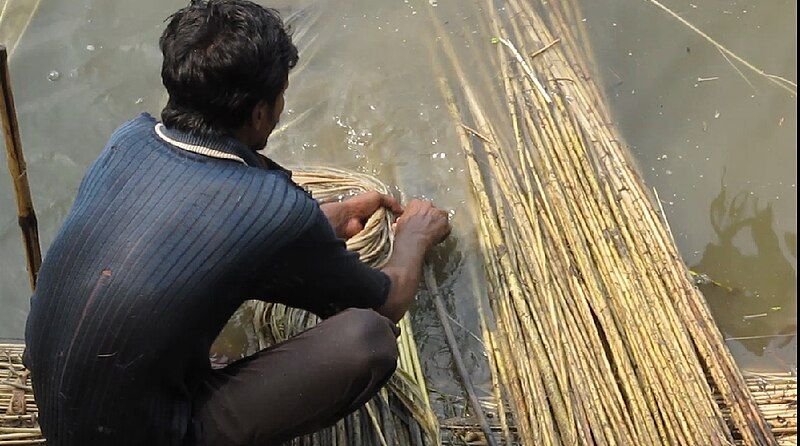 File:Jute fibre extraction.jpg