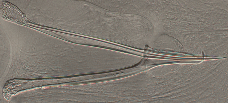 File:Kalyptorhynch stylet.png