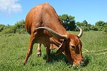 a long-horned red cow grazing