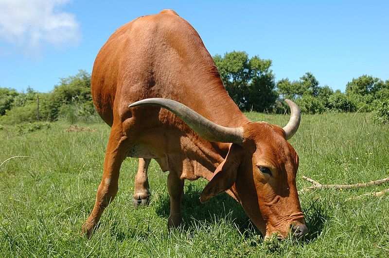 File:Kuh in transkei.jpg