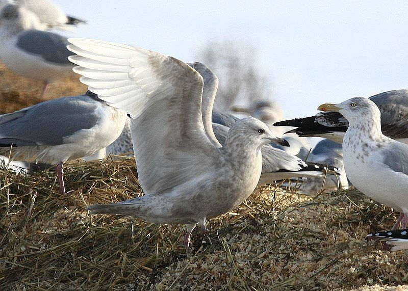 File:Larus glaucoides DrydenNY.jpg