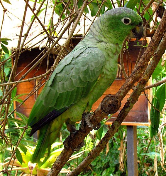 File:Mealy Parrot, Peru.jpg