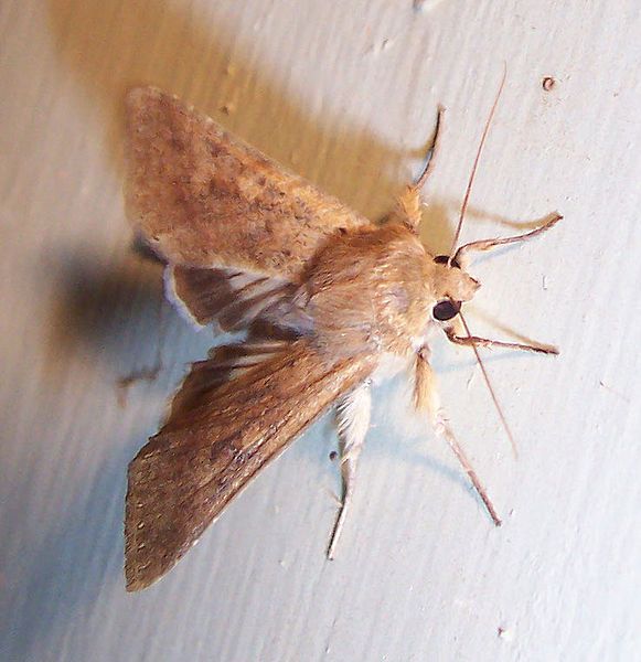 File:Moth.jpg