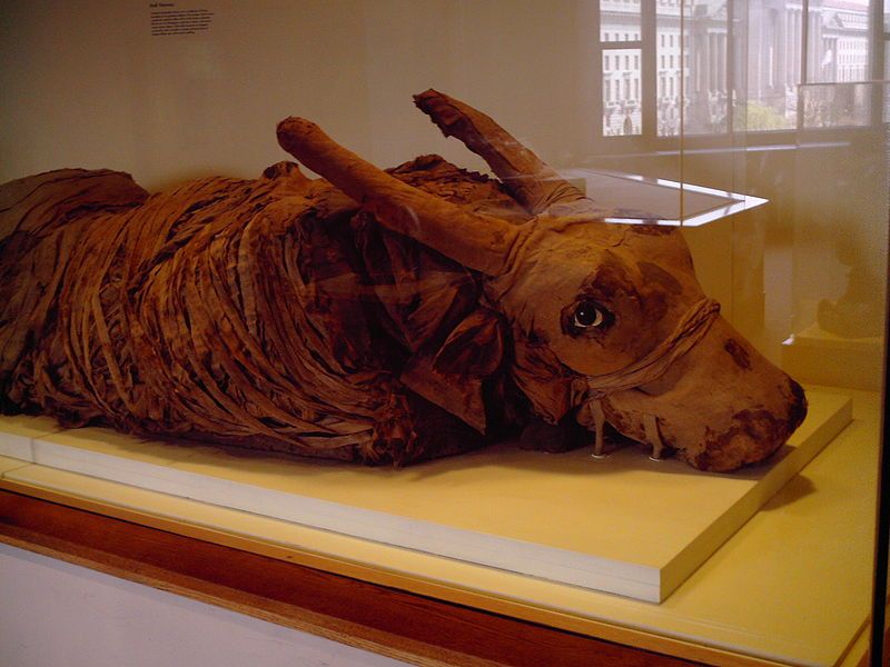 File:Mummified Bull.JPG