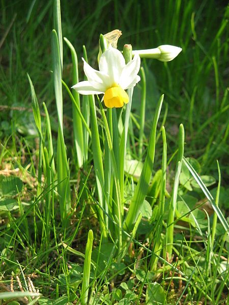 File:Narcissus tazetta Canaliculatus03.jpg