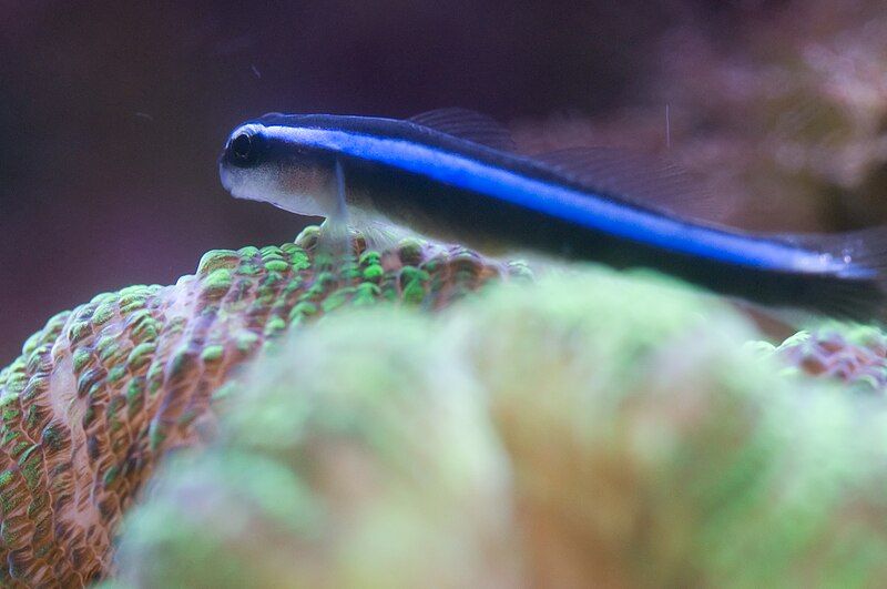 File:Neon Blue Goby.jpg