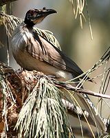 Noisy Friarbird