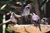 Noisy Miners bathing