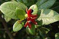 Ochna kirkii fruits