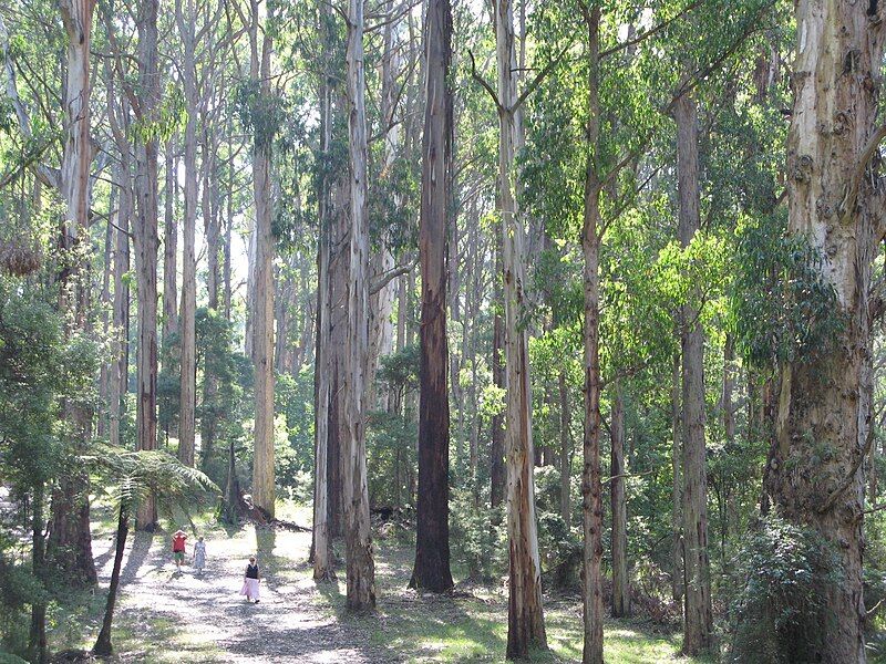 File:Olinda Forest.JPG