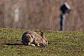 Quality image Freed pet rabits have created their own urban community in Helsinki